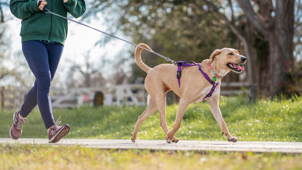 7 Best Dog Breeds to Run With