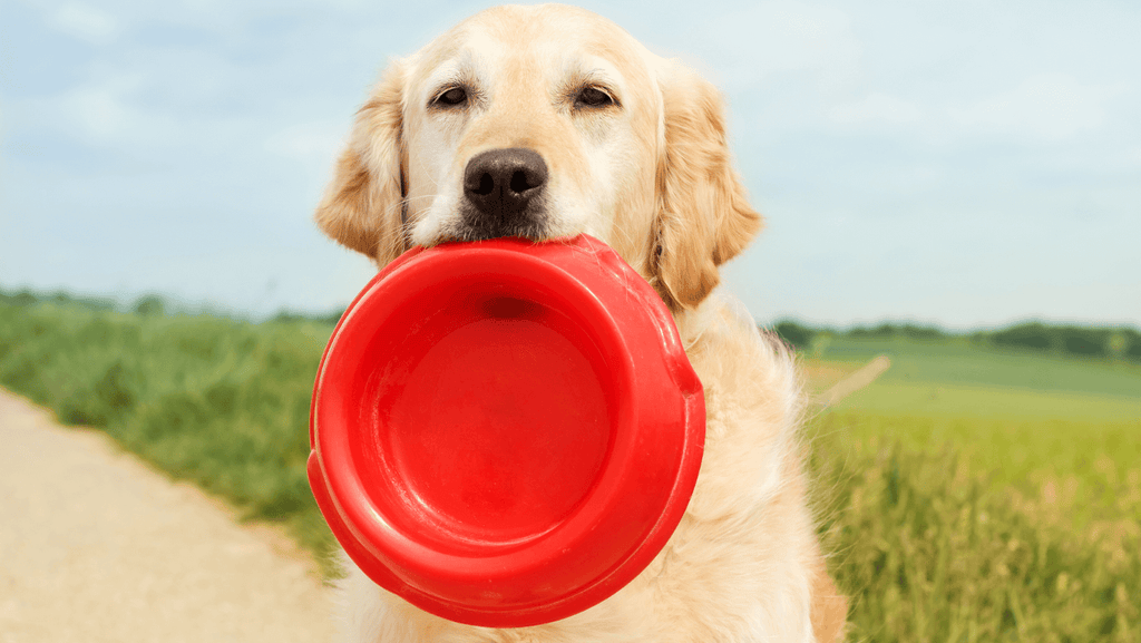 How Much Should I Feed My Dog: How to Calculate the Right Amount of Dog Food for Your Pet?