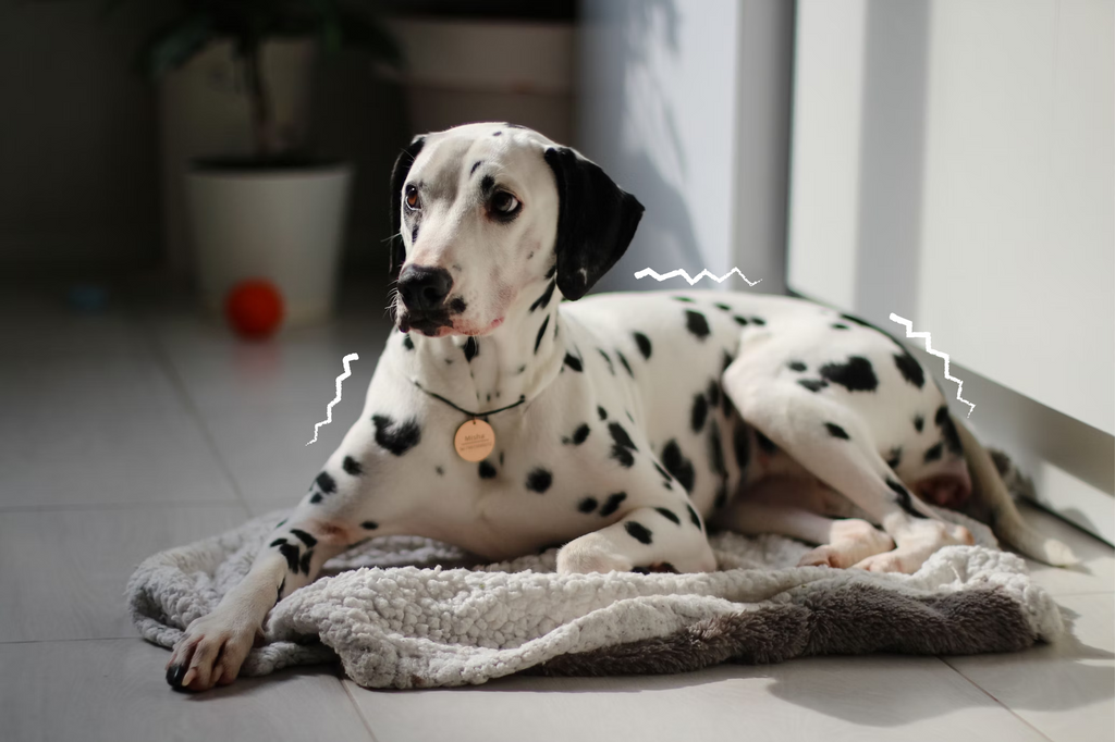 Why is my dog shaking? Is it cold or something else?