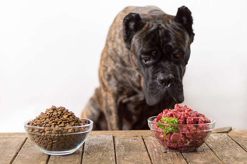 Is BARF Good for Dogs?