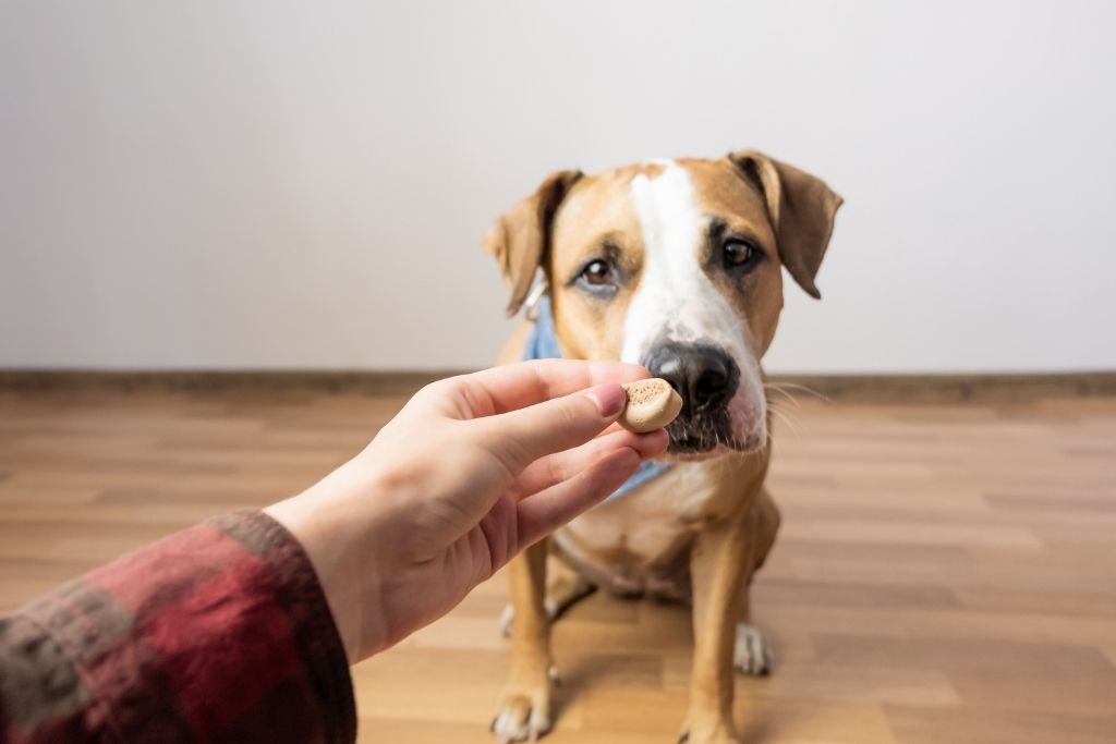 Healthy Dog Treats: What Every Dog Owner Needs to Know