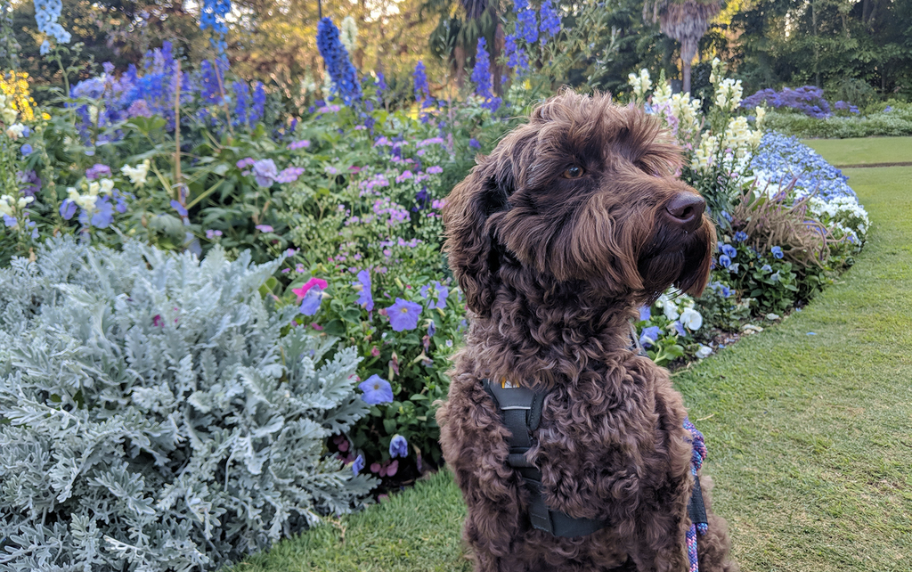 Your Goodest Girl's Health: What to Watch Out For