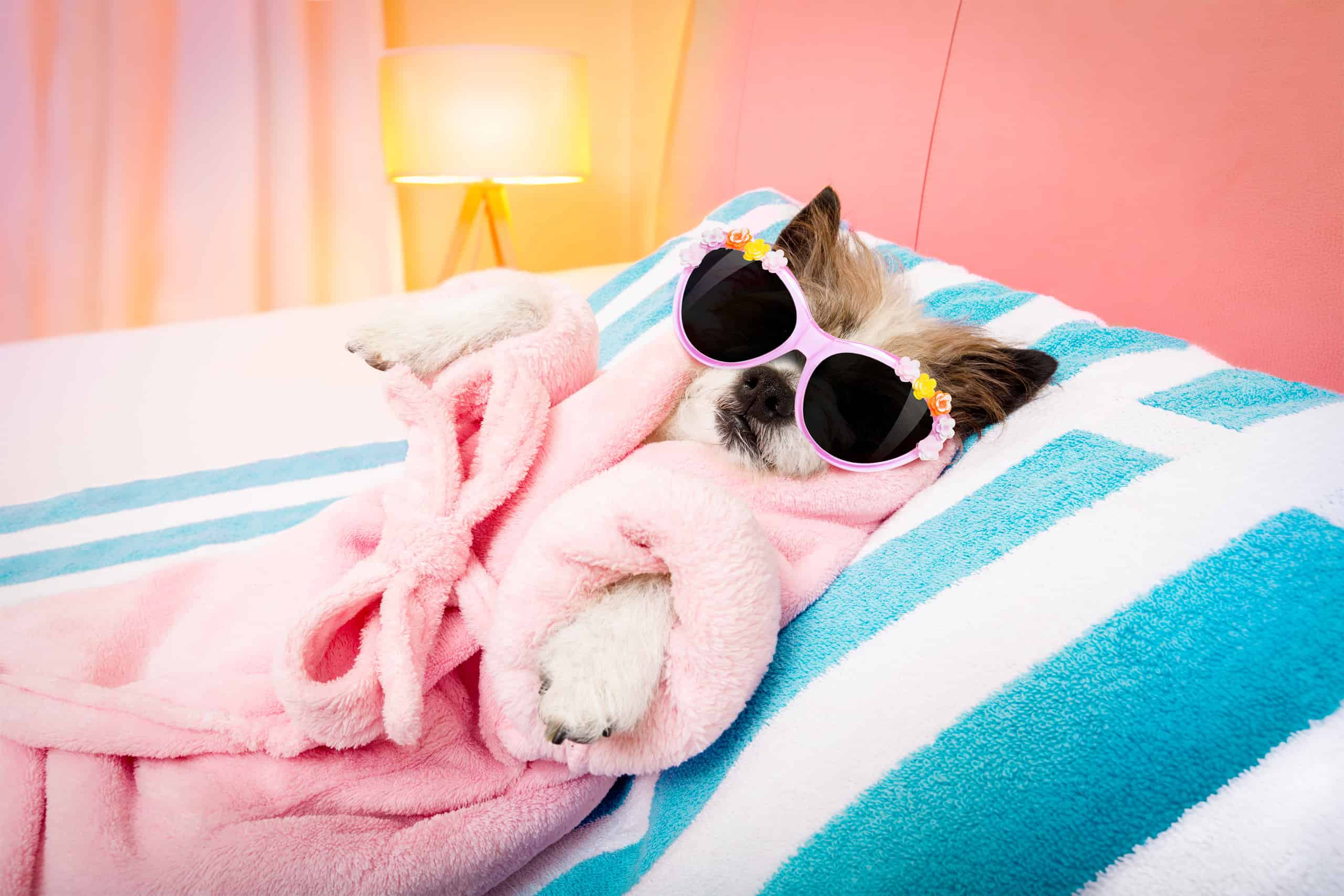 Relaxing dog spa day at home