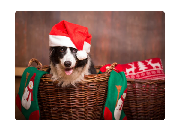 Holiday Buying Guide for Dog Owners & Their Besties
