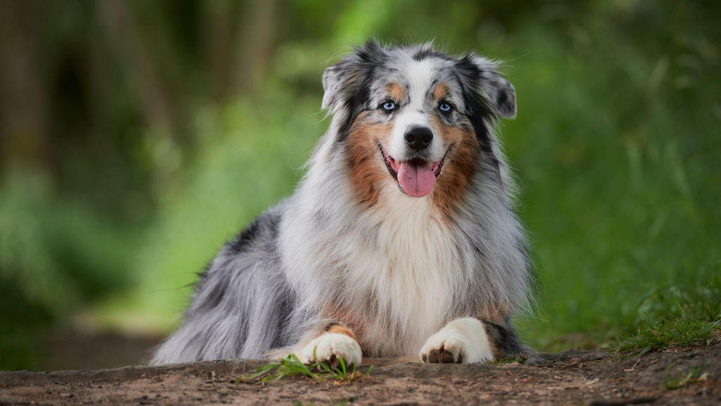 Tips for the Best Diet for Dogs with Hip Dysplasia
