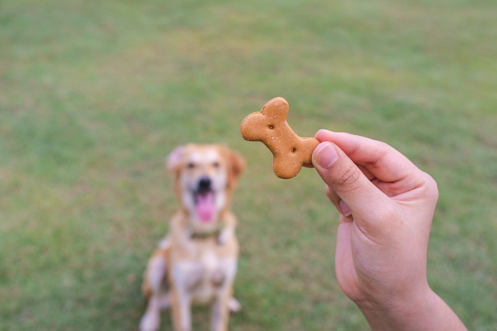 How to Make Grain Free Dog Biscuits