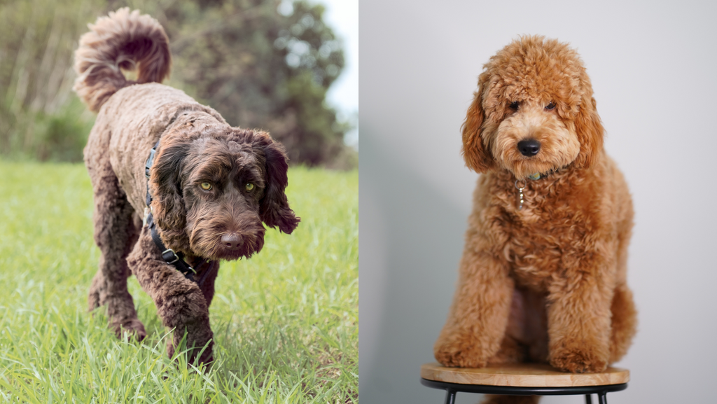 Labradoodle vs Goldendoodle: Which is Right for Your Family?