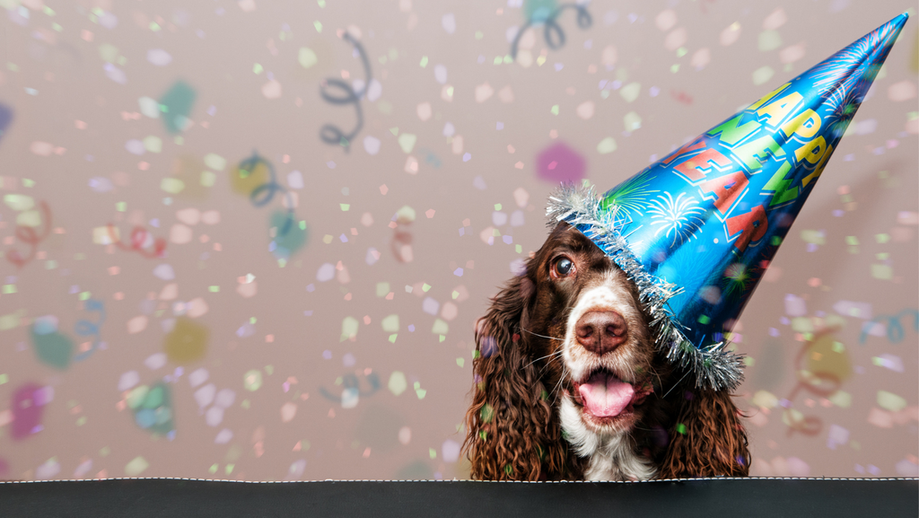 7 New Years Resolutions for Dog Owners