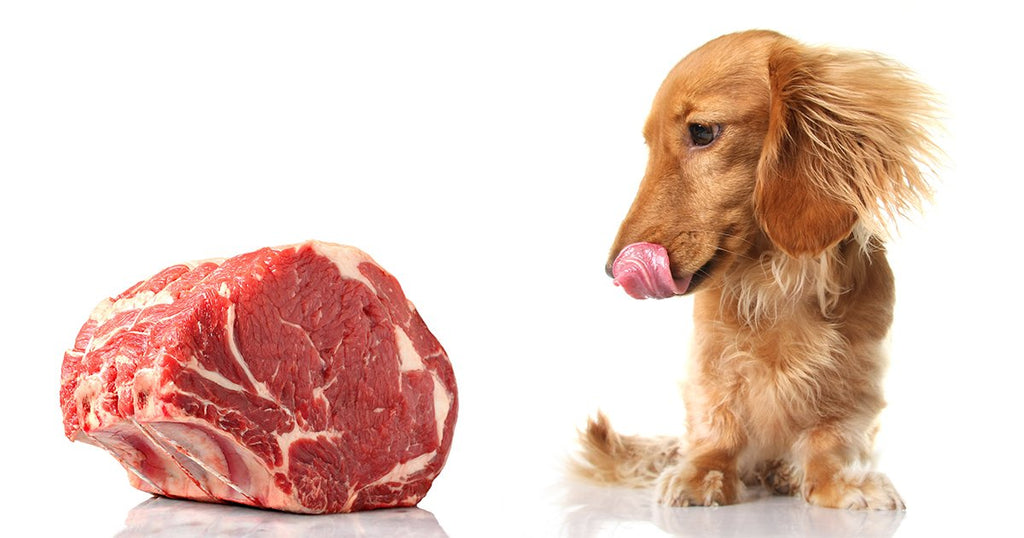 How Much Food Does a Dog Need on a Raw Diet?