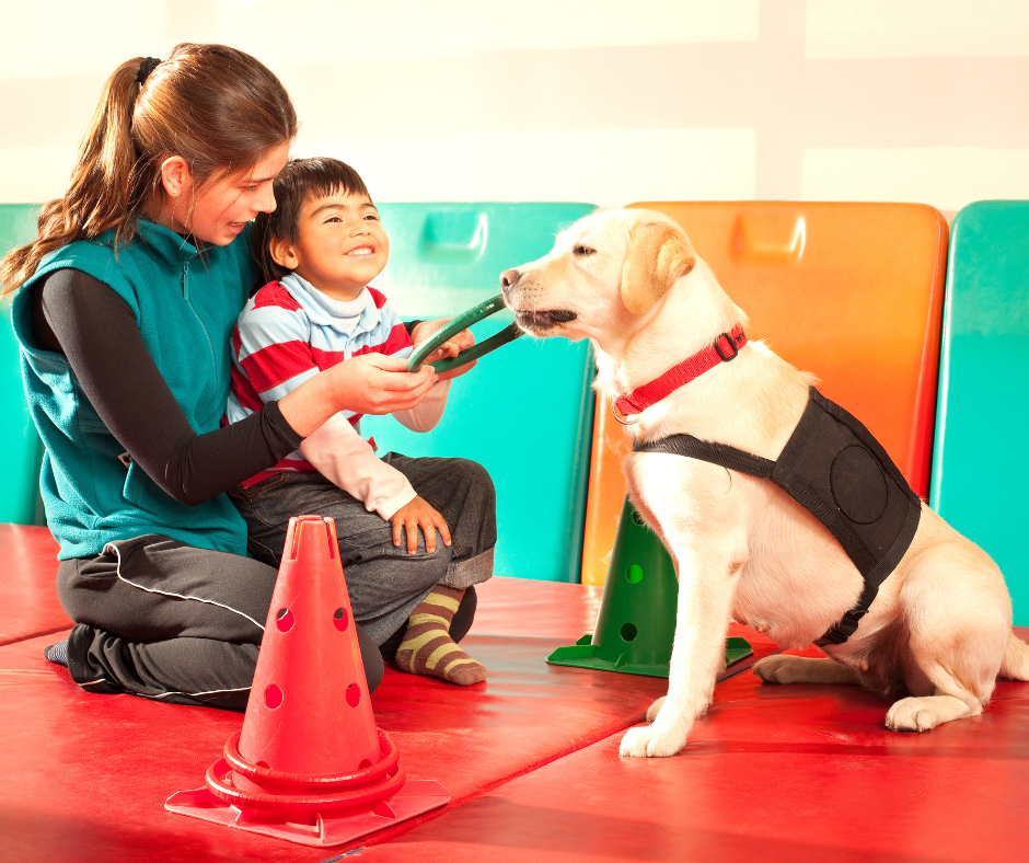 Everything You Should Know About Therapy Dog