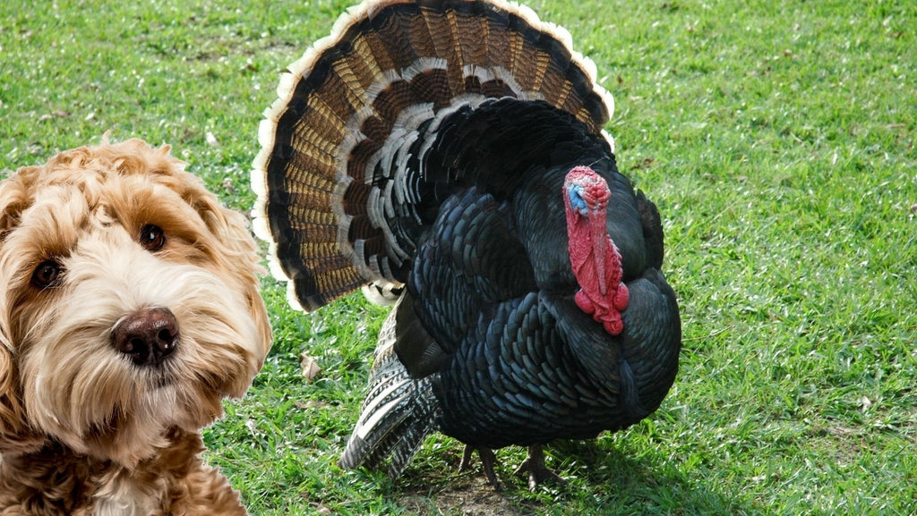 can you give turkey to dogs