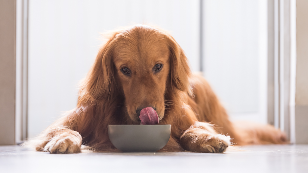A Beginner's Guide To Raw Diet For Dogs