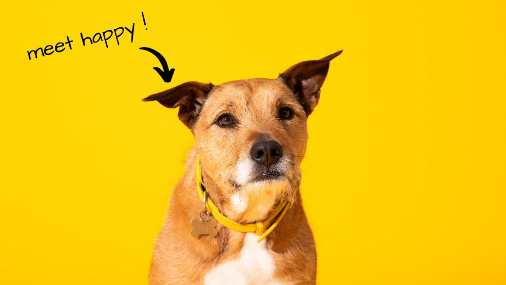 Rescue Adoption Guide: Bringing Home a Rescue Dog