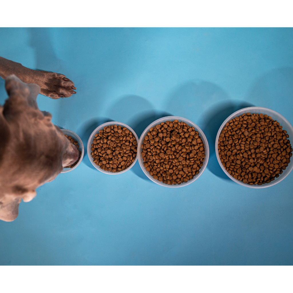 Helping Underweight Dogs Thrive: A Guide to Achieving Optimal Weight Safely