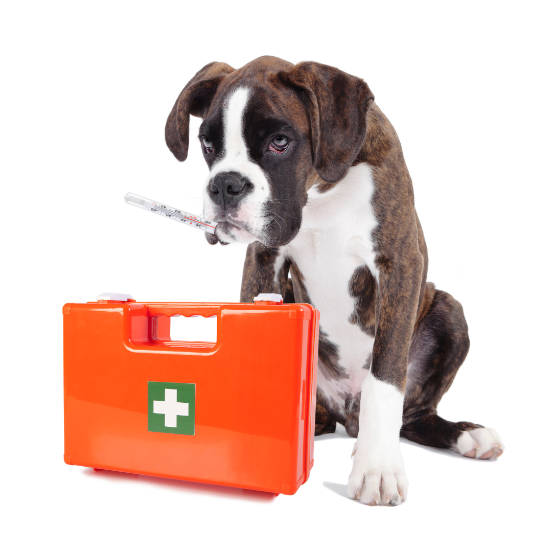 DIY First Aid Tips and First Aid Kit for Your Dog | Petzyo