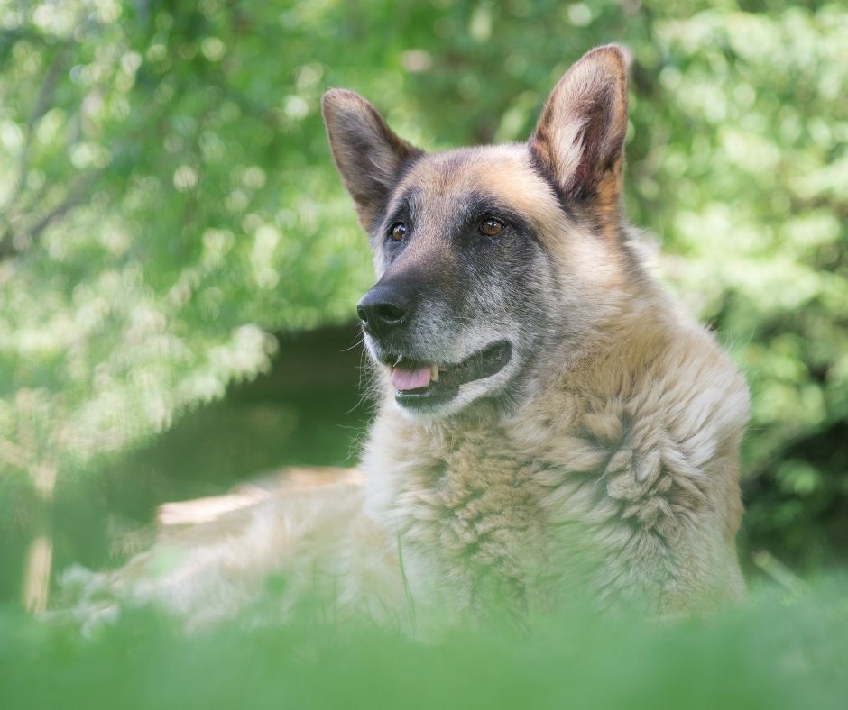 what food is good for senior dog
