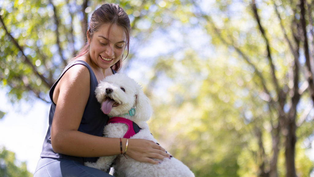 Responsible Dog Ownership: A Checklist for Great Dog Parents