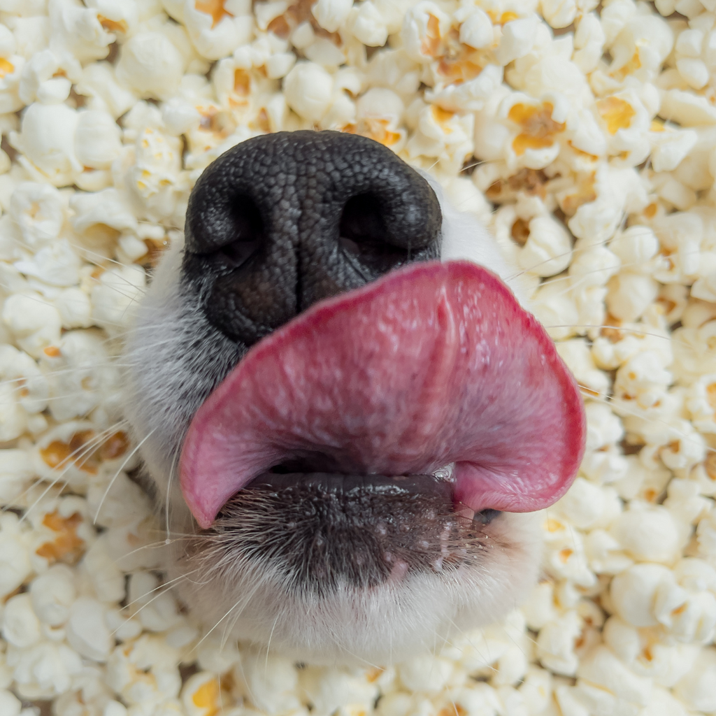 Can Dogs Eat Popcorn?