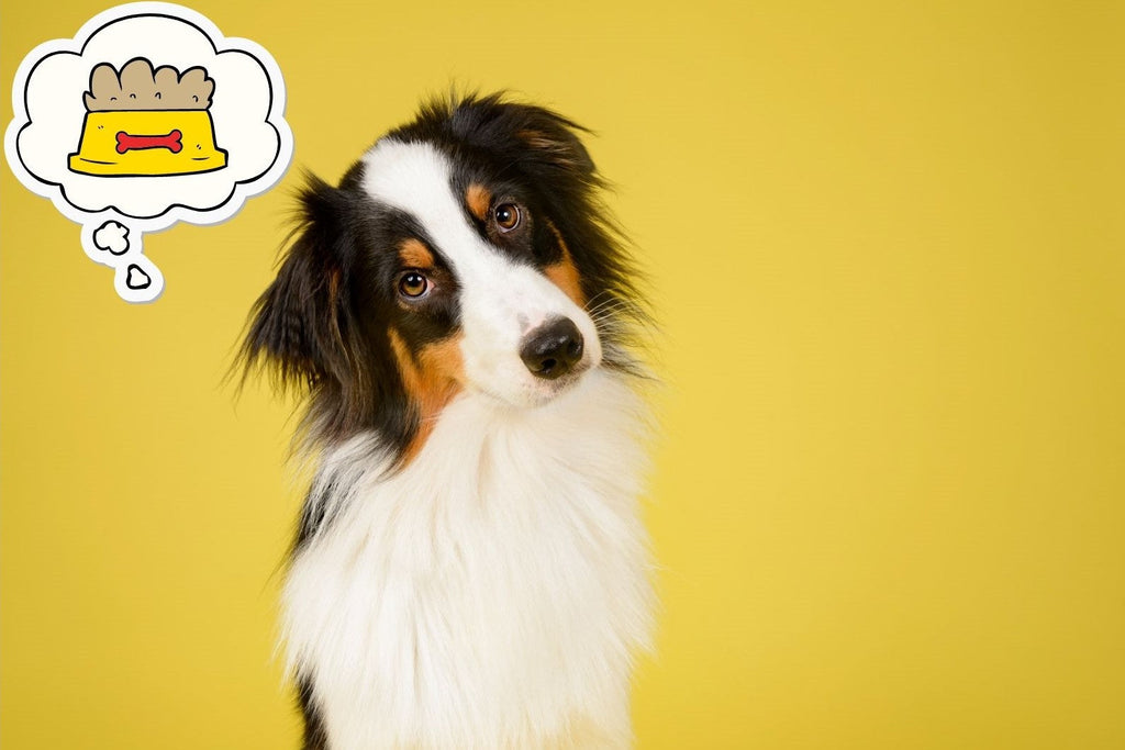 A Closer Look at Grain Free Dog Food in Australia