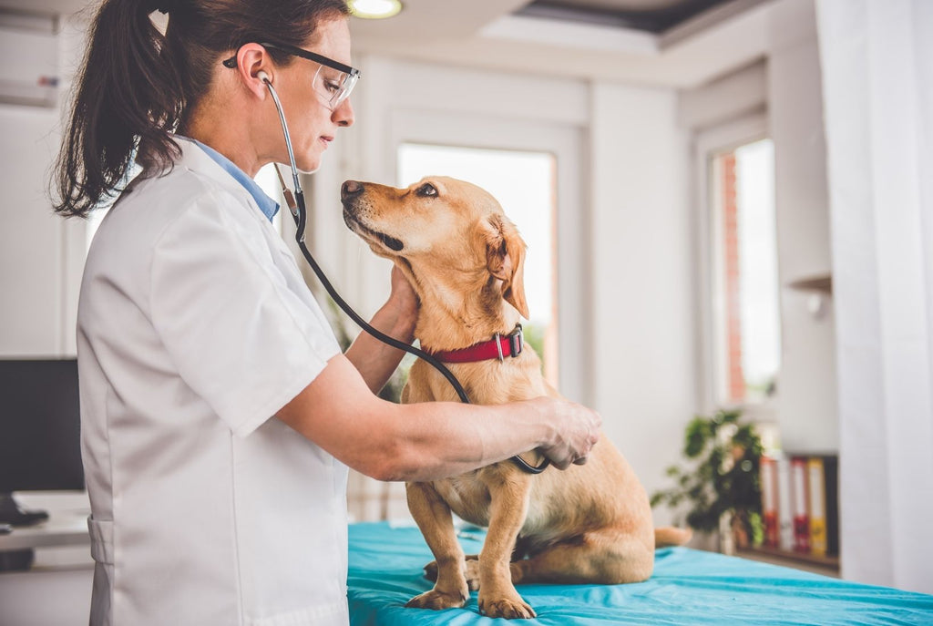Dog Food Recommendations by Vets & Why Vet-Approval Matters