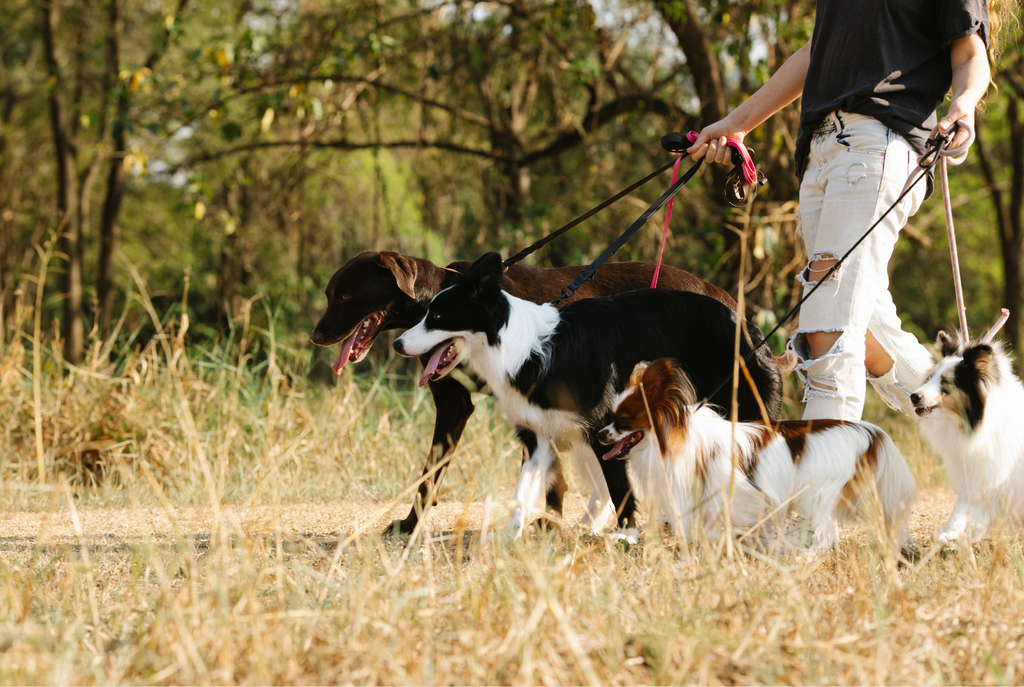 Bred for a Purpose: 15 Working Dog Breeds That Make Excellent Pets