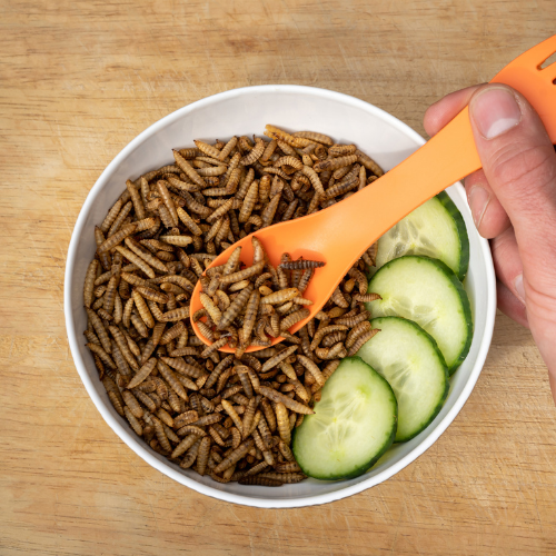 Black Soldier Fly Larvae in Dog Food