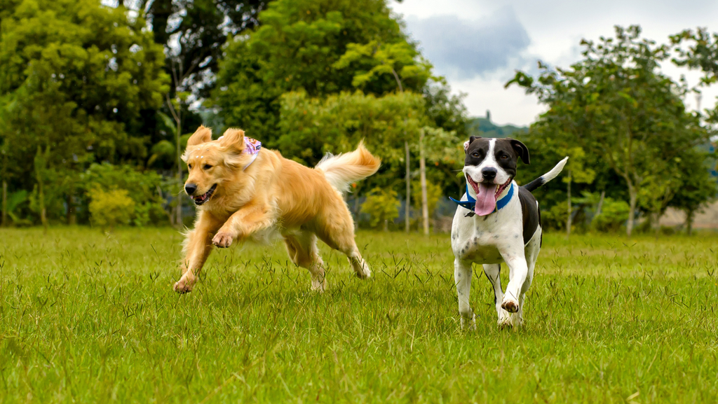 The 12 Most Active Dog Breeds