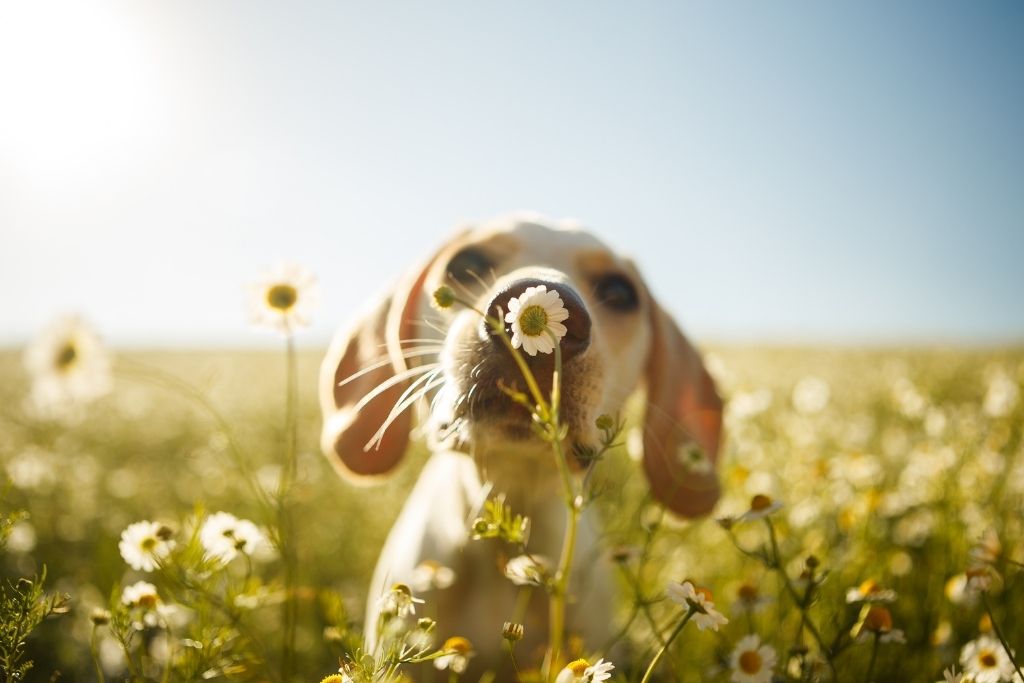 What to Look for in the Best Dry Dog Food for Allergies