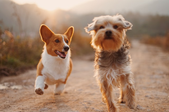 Wellbeing for Dogs: A Complete Guide