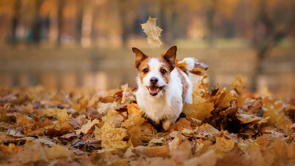 Autumn Safety Checklist for Dog Pawrents