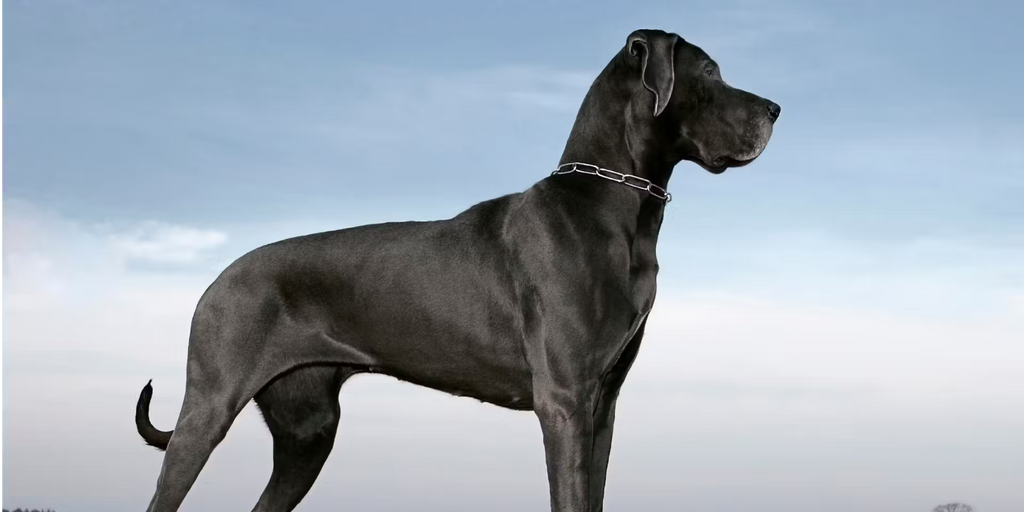 Health issues in large breed dogs