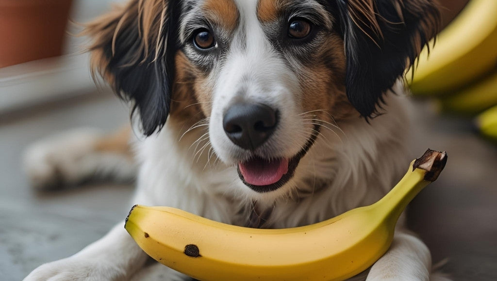 Can Dogs Eat Bananas? Everything Aussie Dog Owners Should Know