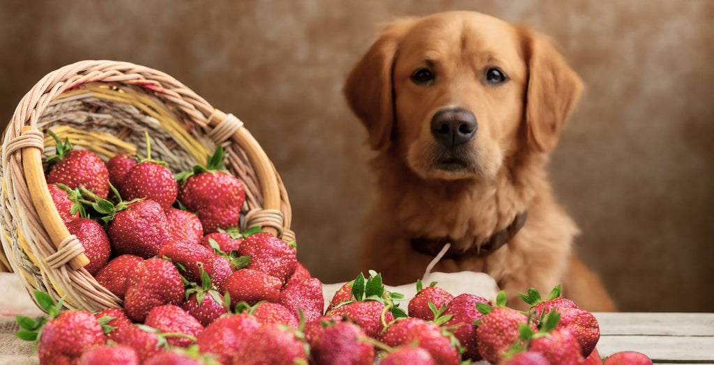 Can Dogs Eat Strawberries? A Vet-Backed Look at Sweet Treat Safety