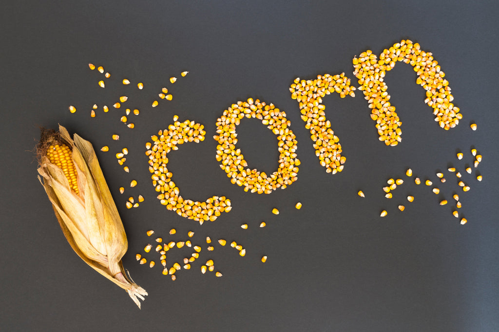 Can Dogs Eat Corn? A Complete Guide to Benefits, Risks, and Safety