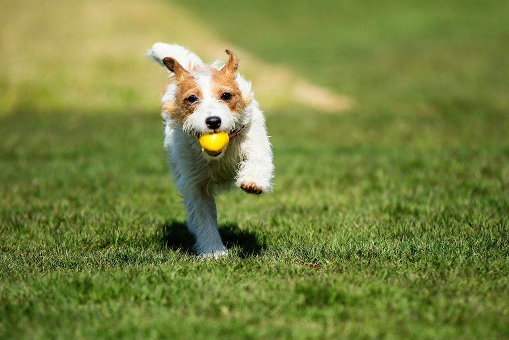 A Guide to Safely Boosting Your Dog's Exercise Routine