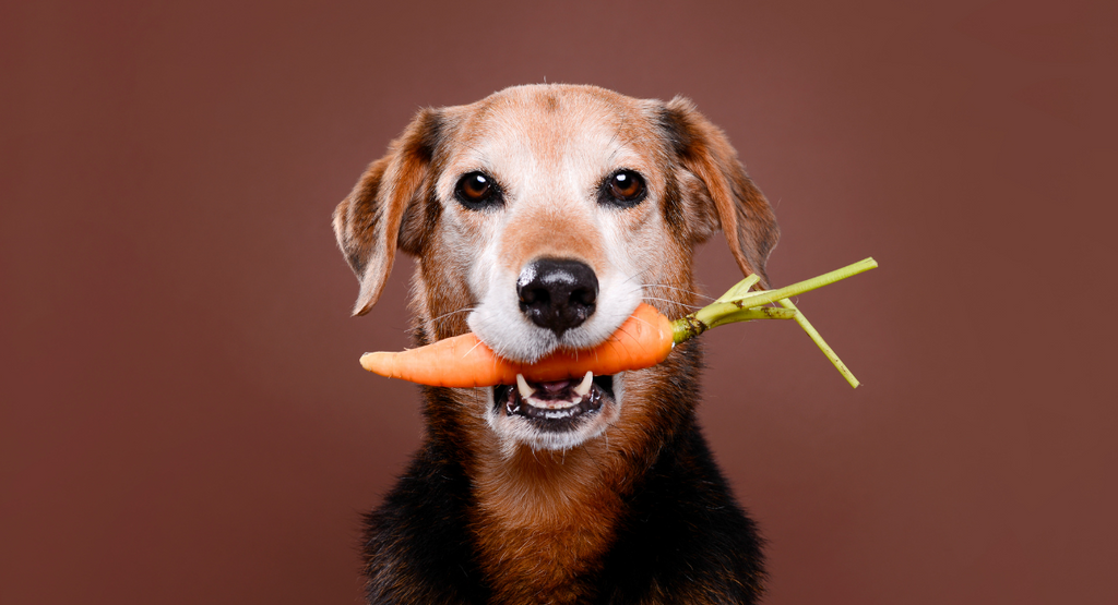 Can Dogs Be Vegan? Is Vegan Dog Food Safe?