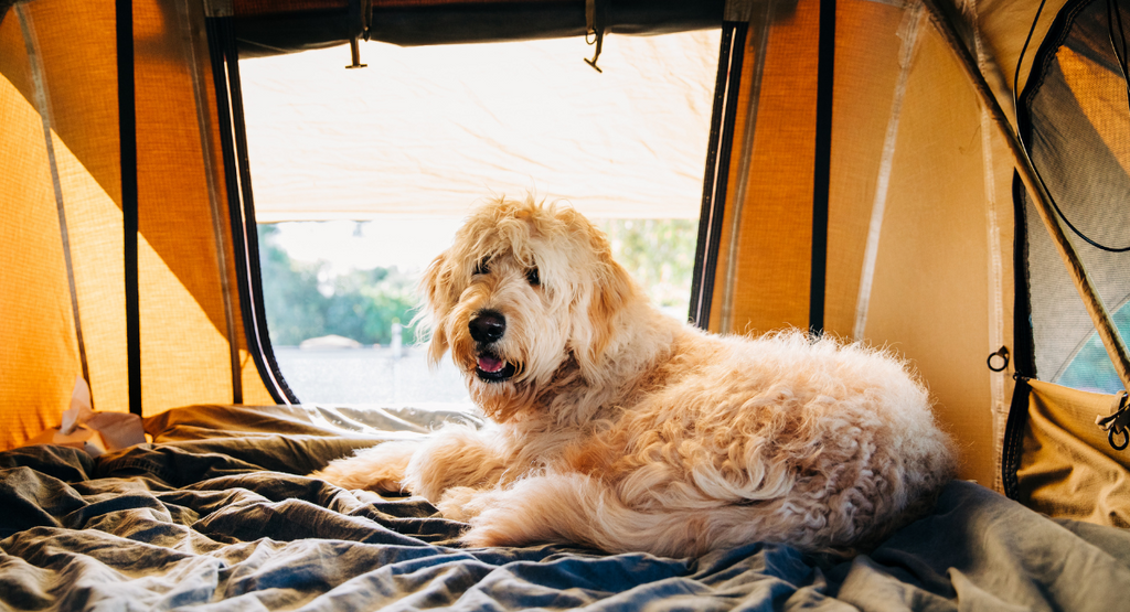 Camping with Dogs - Top Tips and Reminders!