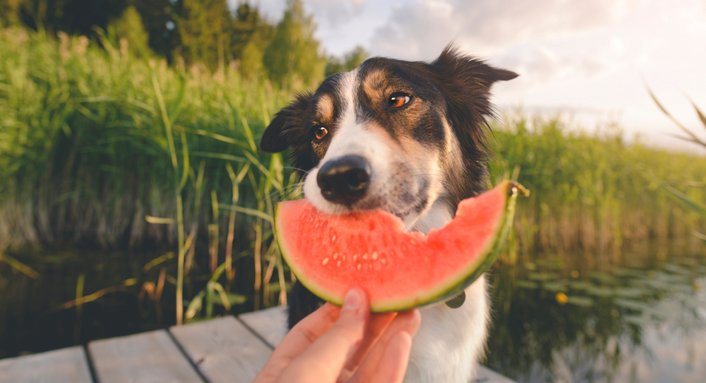 Best Fruits For Your Dog's Health