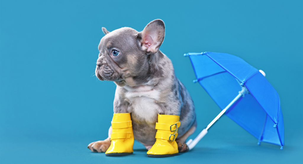 13 Ways to Help Dogs with Noise (& Thunderstorm) Anxiety