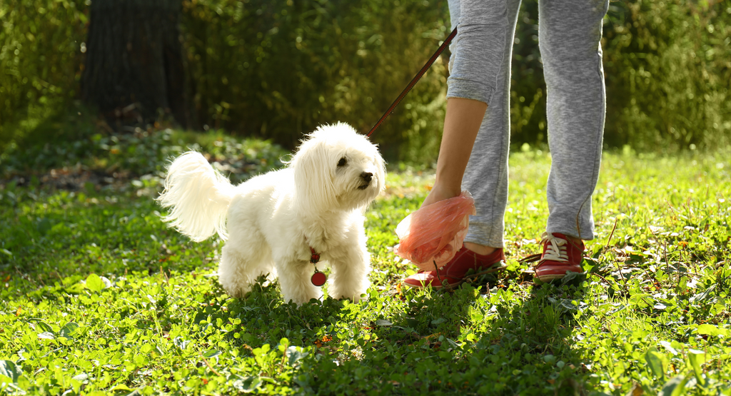 How Long Does It Take for Your Dog to Digest Food and Poop?