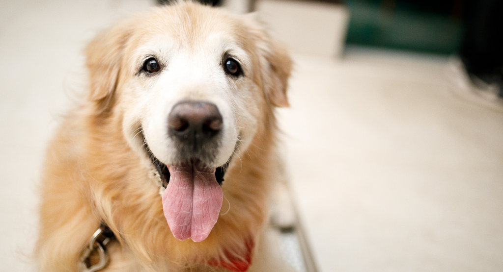 Caring for Your Dog in Their Senior Years