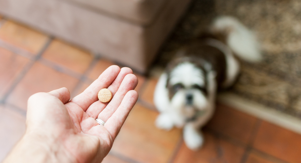 Choosing the Right Tick and Flea Preventative for Your Dog