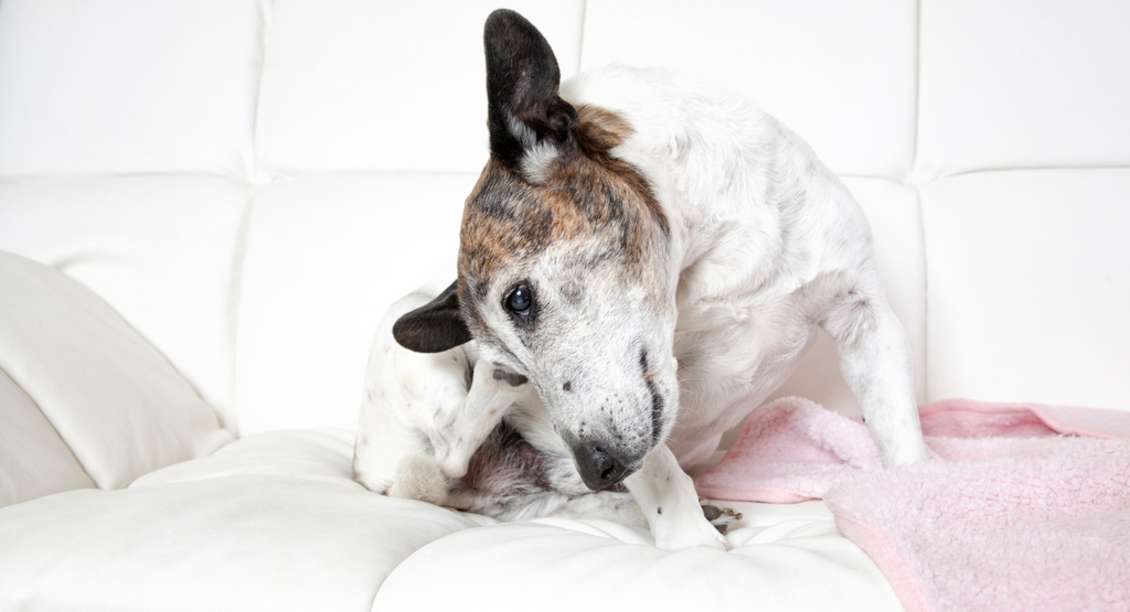 Managing Skin Conditions in Dogs