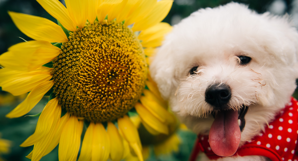 The Health Benefits of Sunflower Oil