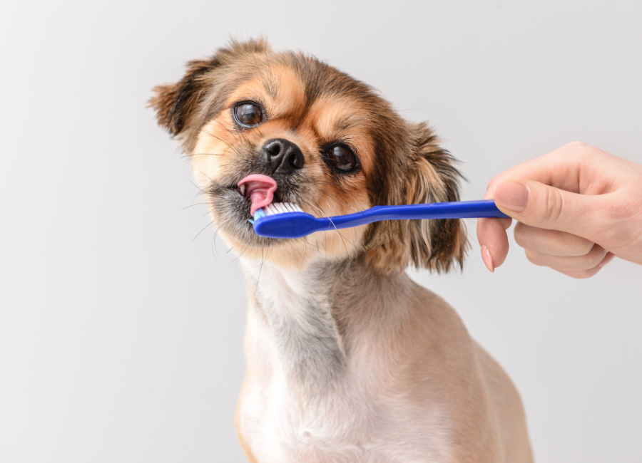 10 Benefits of Kangaroo Meat for Dogs Petzyo