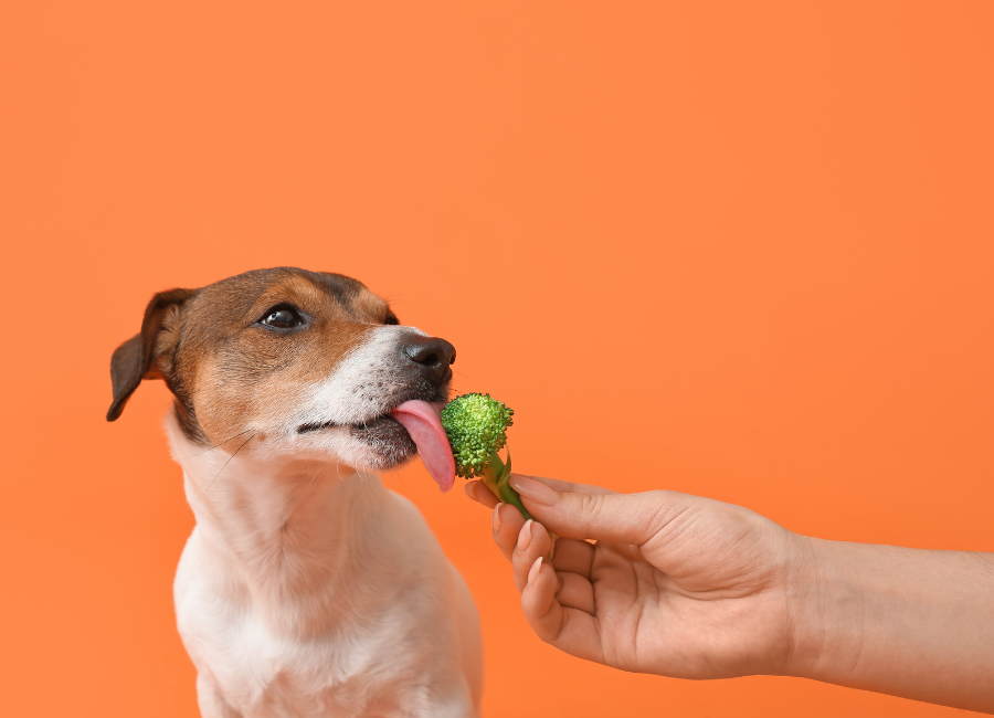 A Beginner's Guide To Raw Diet For Dogs