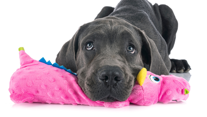 Large Breed Puppy Food: What You Need to Know