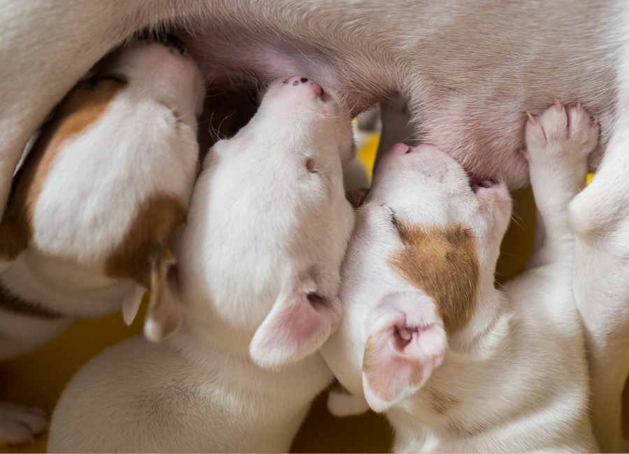 Ensuring your new pup is from a Reputable and Ethical Breeder!