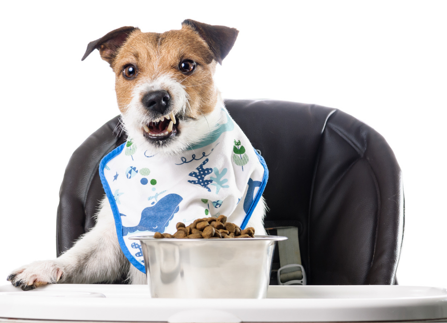 What is Kibble and how to choose the right one!