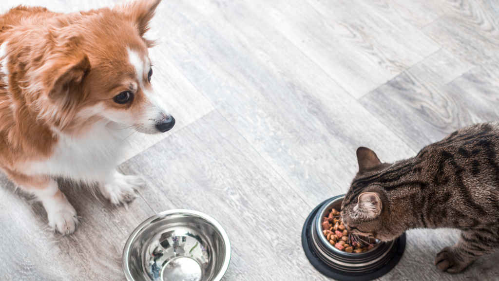 How to Keep Your Dog Out of Your Cat’s Food